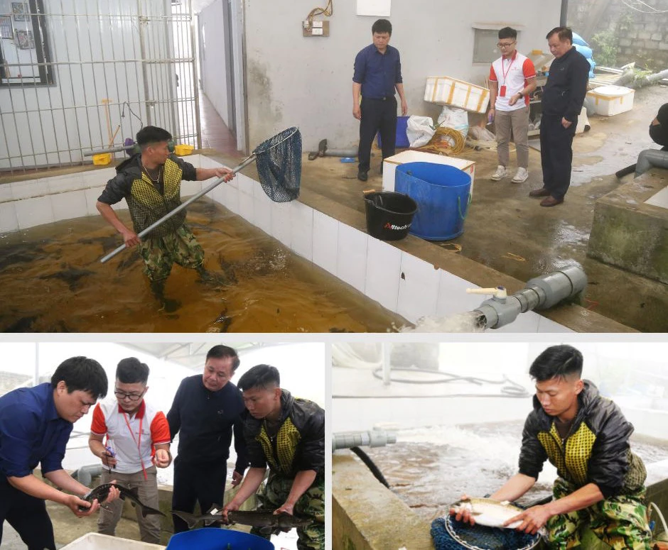 Trại nuôi cá của Hợp tác xã chế biến thủy sản, cá hồi, cá tầm Thức Mai.