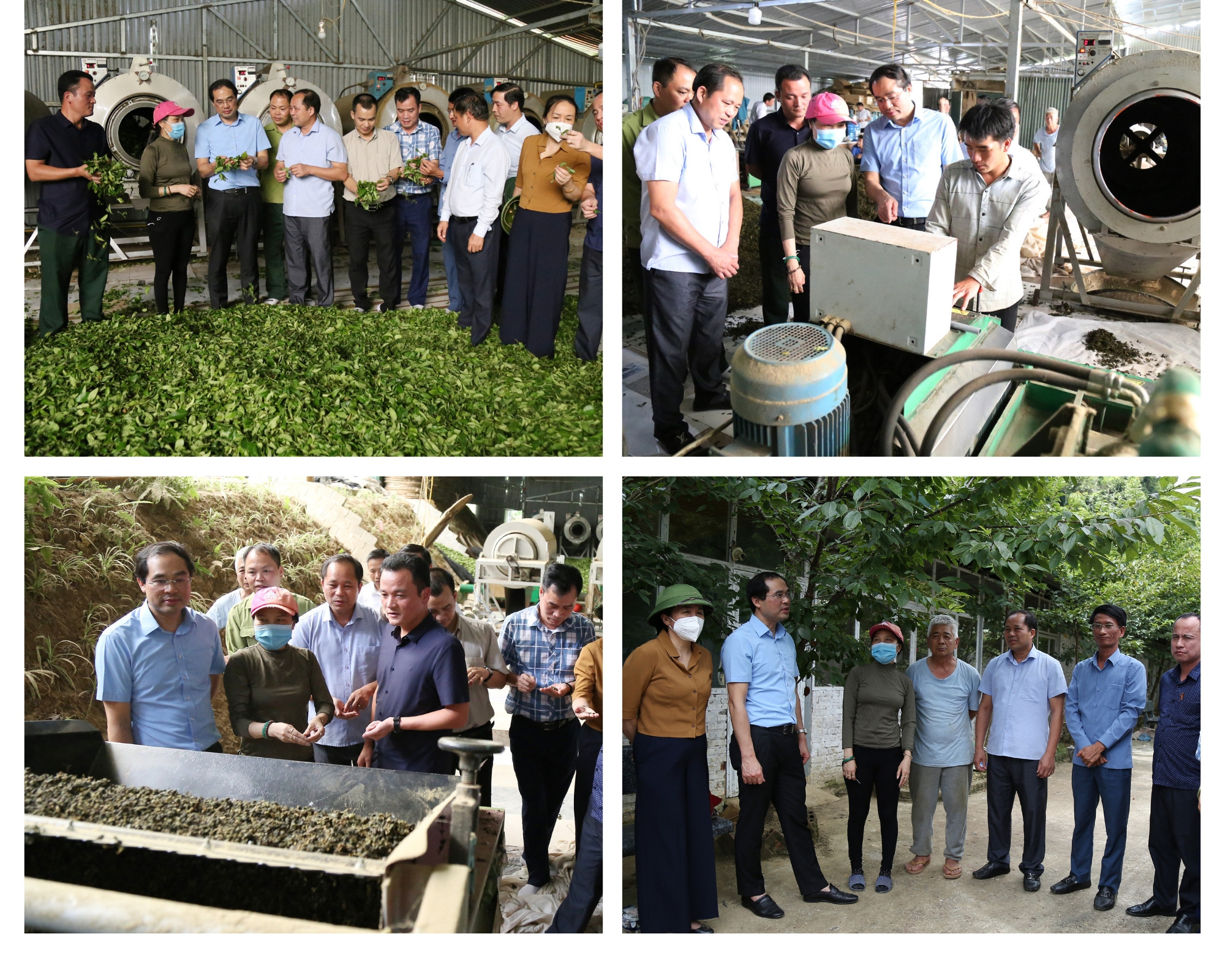 Chủ tịch UBND tỉnh thăm dây chuyền sản xuất chè Ô Long của Công ty TNHH Một thành viên Mường Hoa.