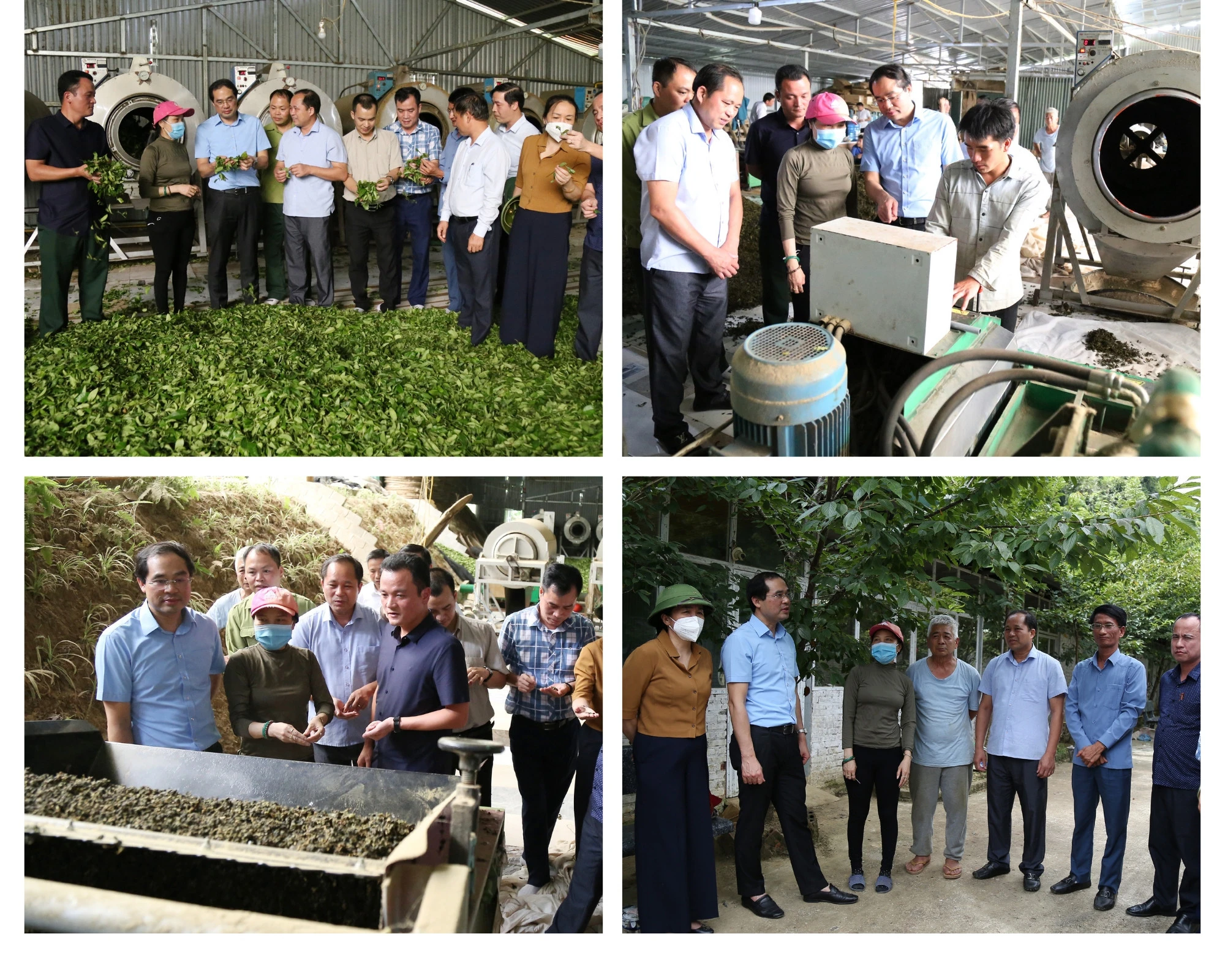 Chủ tịch UBND tỉnh thăm dây chuyền sản xuất chè Ô Long của Công ty TNHH Một thành viên Mường Hoa.