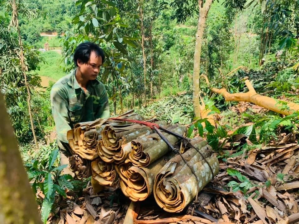 Nâng cao giá trị sản phẩm quế Văn Bàn ảnh 1