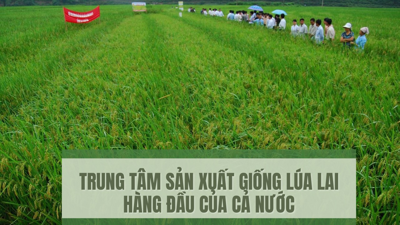 Trung tâm sản xuất giống lúa lai hàng đầu của cả nước ảnh 1 Trung tâm sản xuất giống lúa lai hàng đầu của cả nước ảnh 1