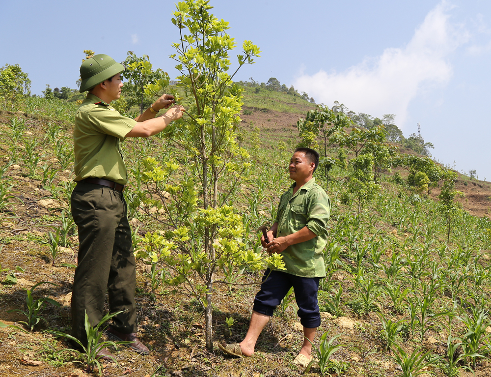 Người dân xã Tả Ngài Chồ đưa cây hồi vào trồng xen trên nương ngô.