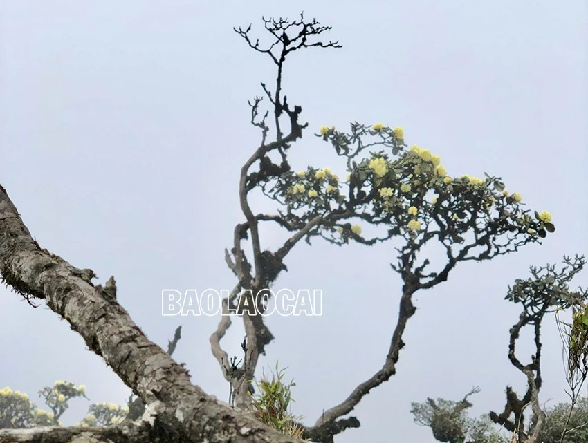 Chiêm ngưỡng vẻ đẹp “đệ nhất hoa" của núi rừng Ky Quan San ảnh 2