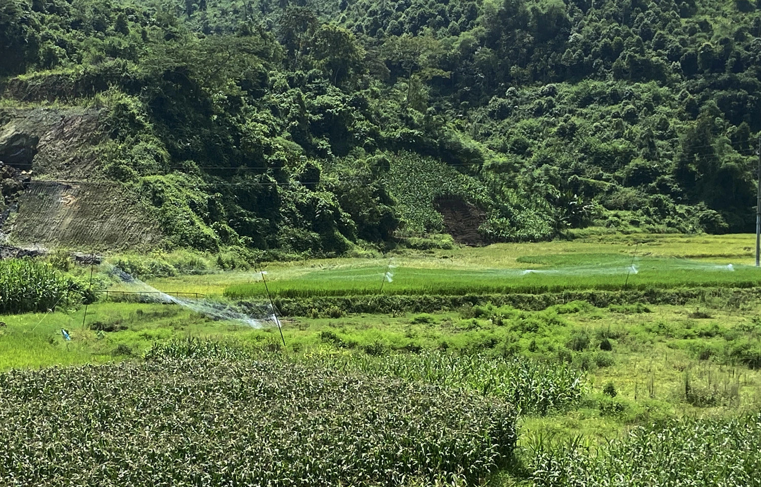 Người dân xã Bản Qua giăng lưới trên ruộng lúa để bẫy, bắt chim.