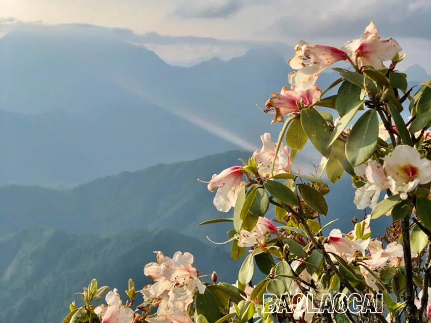 Chiêm ngưỡng vẻ đẹp “đệ nhất hoa" của núi rừng Ky Quan San ảnh 7