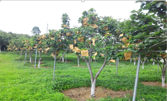 Phòng, trừ sâu, bệnh hại cây ăn quả ôn đới ảnh 1 Phòng, trừ sâu, bệnh hại cây ăn quả ôn đới ảnh 1