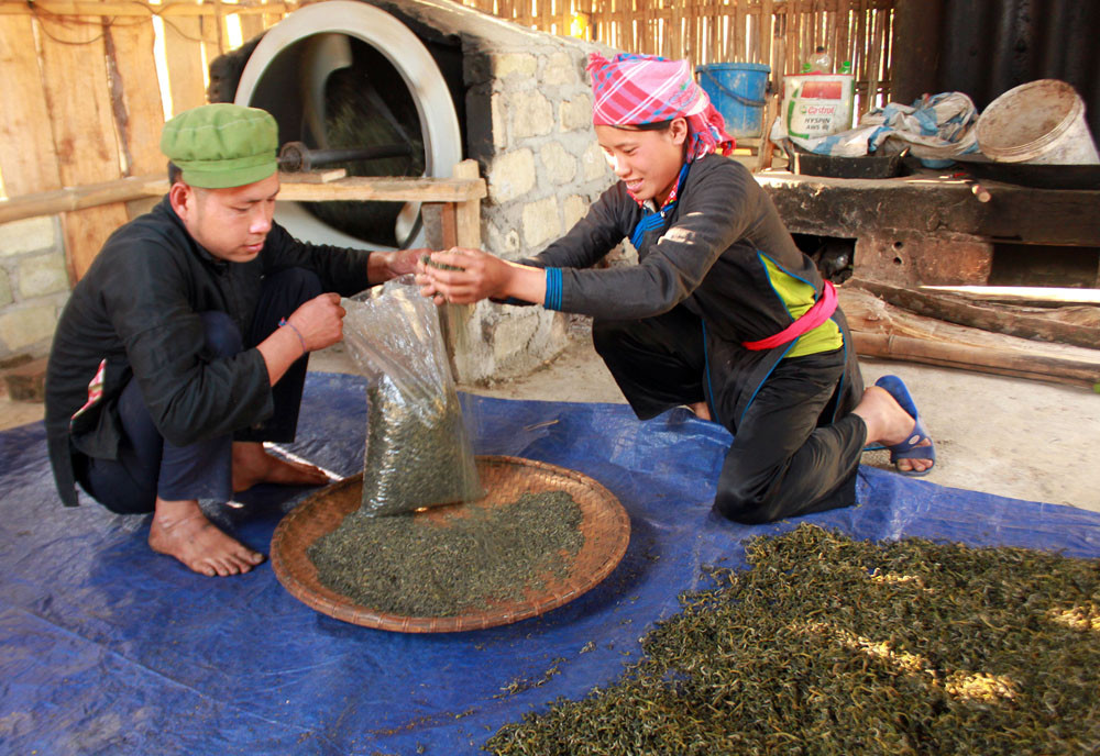 Bên cạnh bán chè búp tươi, một số hộ dân đã chế biến chè búp khô, chè ống lam bán cho khách du lịch với giá cao, ổn định.