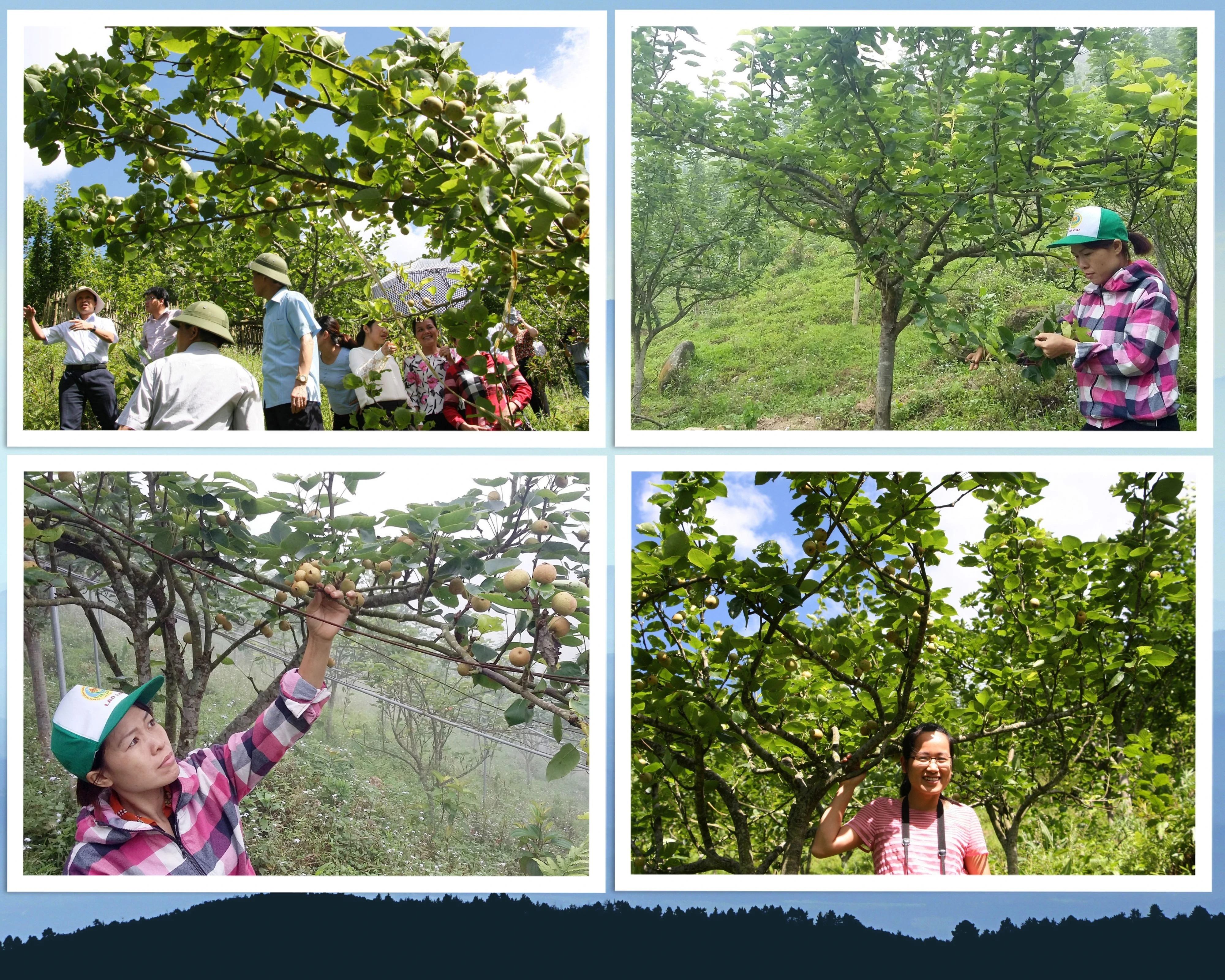 Cây lê VH 6 thôn Phìn Hồ từng có thời điểm sinh trưởng rất tốt (ảnh chụp năm 2016).