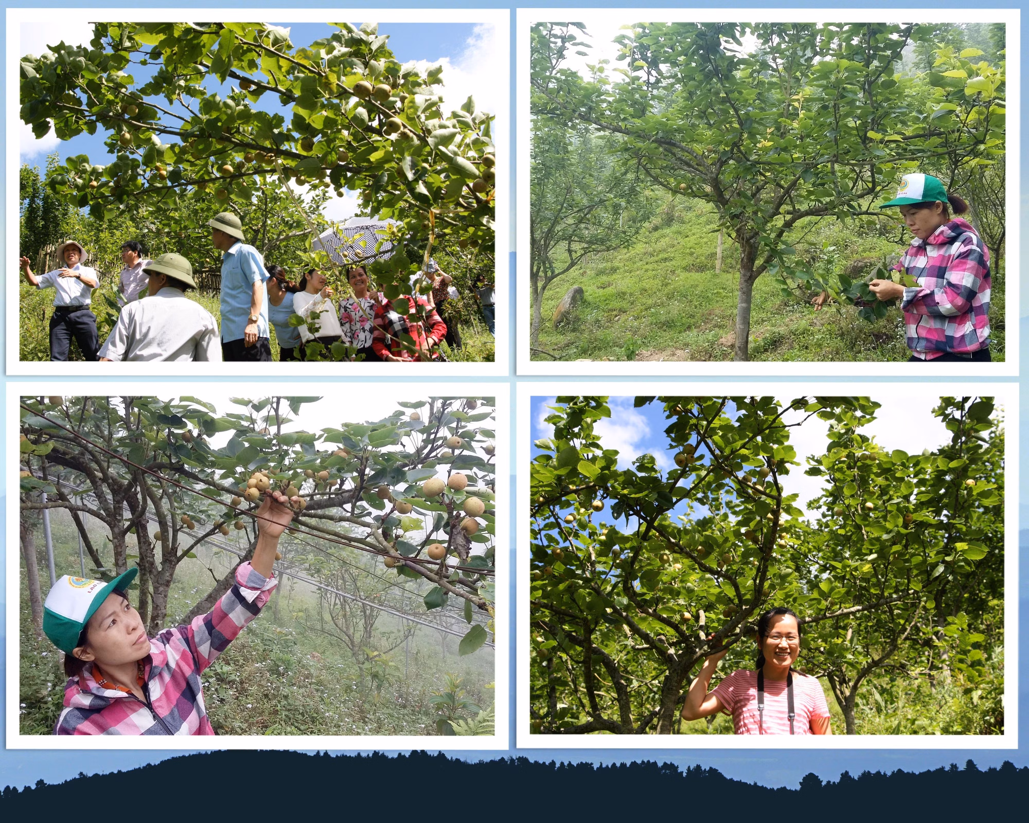 Cây lê VH 6 thôn Phìn Hồ từng có thời điểm sinh trưởng rất tốt (ảnh chụp năm 2016).