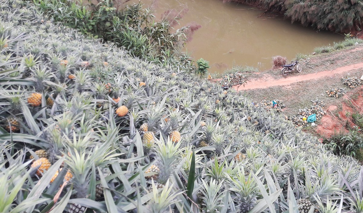 Hiện nhiều diện tích dứa đã đến thời kỳ thu hoạch nhưng không có thương lái đến thu mua. Hiện nhiều diện tích dứa đã đến thời kỳ thu hoạch nhưng không có thương lái đến thu mua.