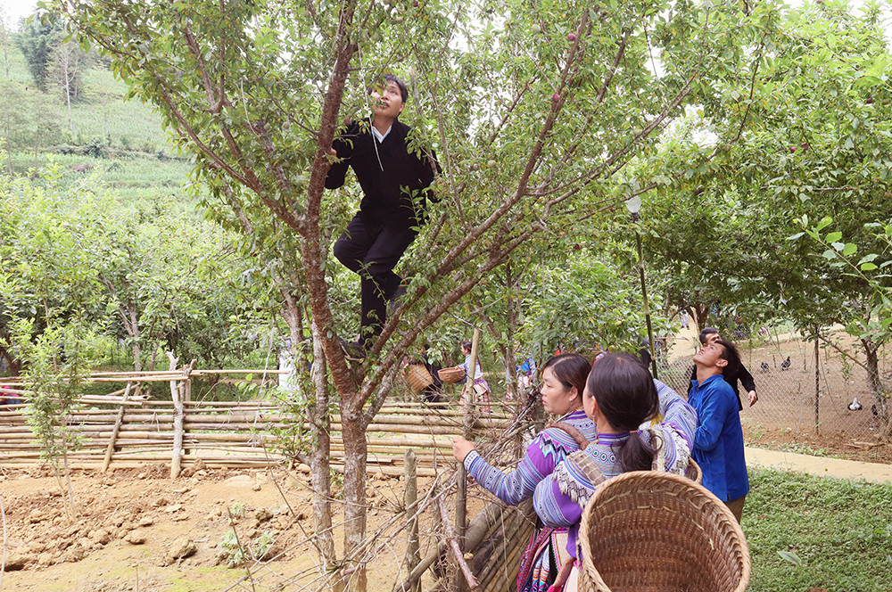 Rộn ràng Lễ hội mận Tả van huyện vùng cao Si Ma Cai ảnh 6