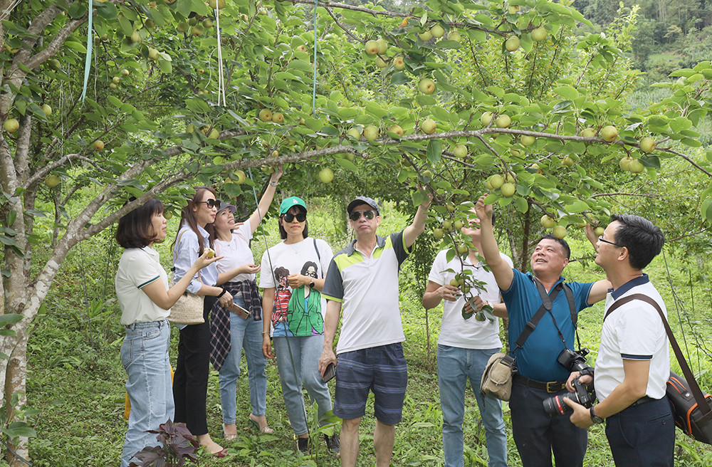 Rộn ràng Lễ hội mận Tả van huyện vùng cao Si Ma Cai ảnh 11