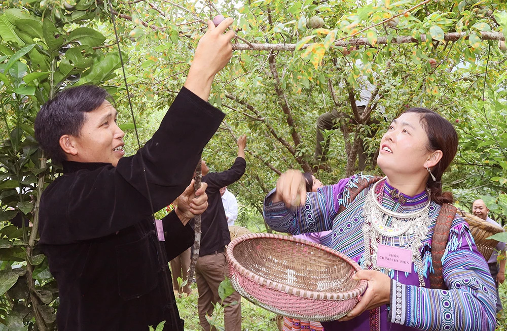 Rộn ràng Lễ hội mận Tả van huyện vùng cao Si Ma Cai ảnh 7