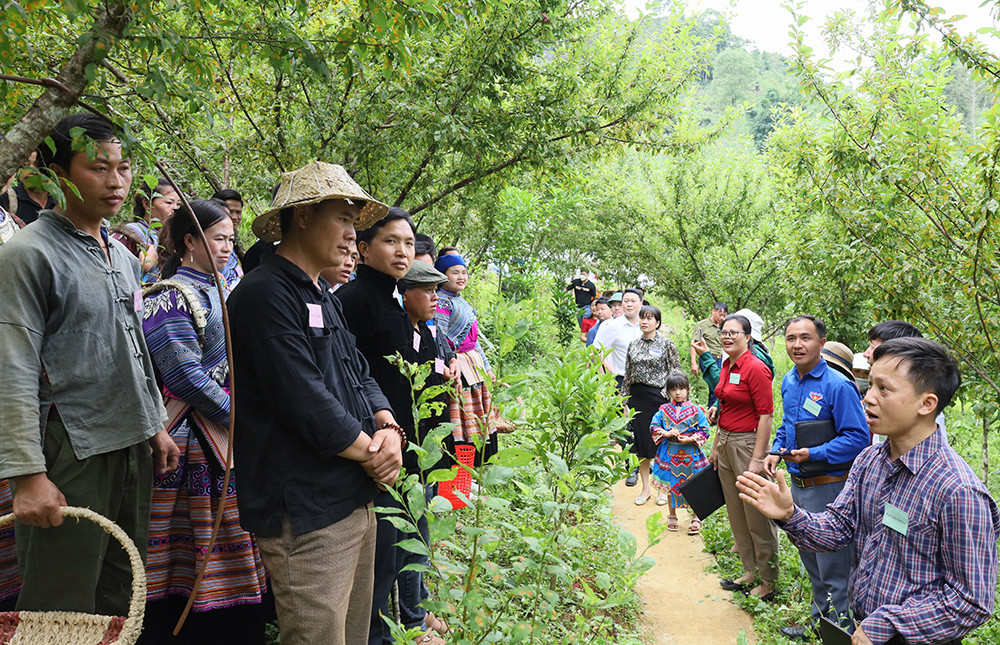 Rộn ràng Lễ hội mận Tả van huyện vùng cao Si Ma Cai ảnh 5