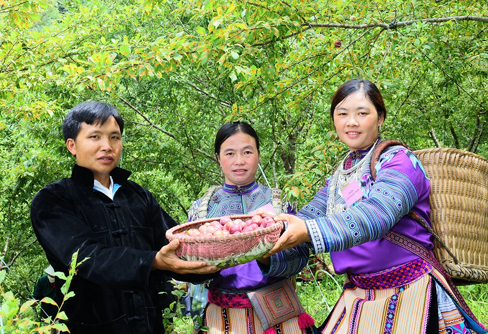 Rộn ràng Lễ hội mận Tả van huyện vùng cao Si Ma Cai ảnh 3