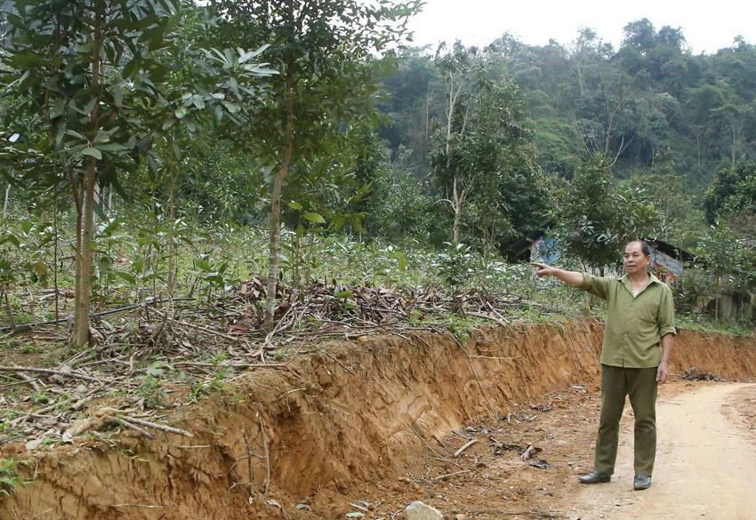 Mỗi năm, gia đình ông Sin Văn Lìn (thôn Bảo Nhai) thu hàng trăm triệu đồng từ cây quế. Mô hình nuôi gà của gia đình ông Mai Văn Chung, thôn Nậm Khắp Trong.
