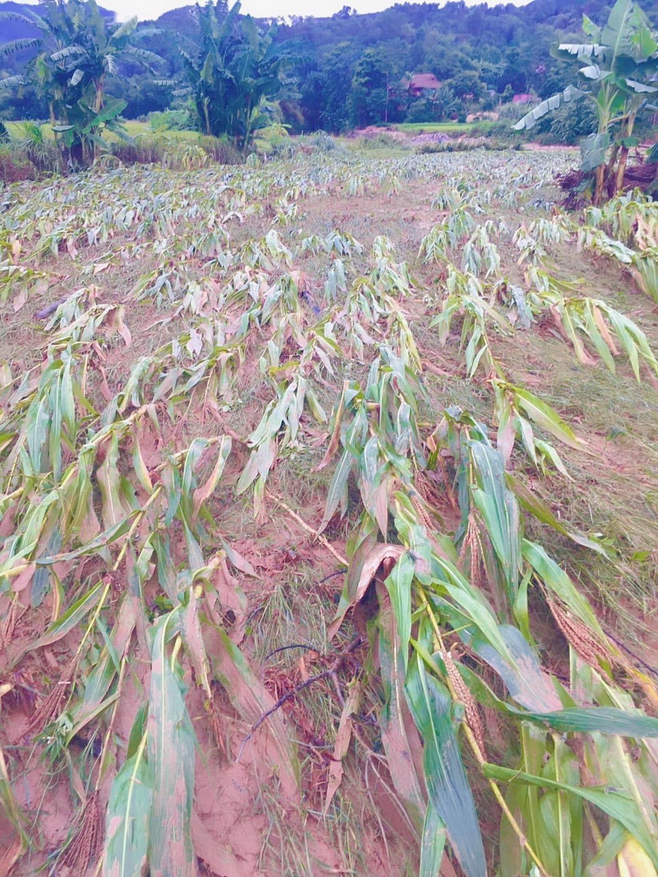 Huyện Bảo Yên: Mưa lũ gây thiệt hại gần 6 tỷ đồng ảnh 4