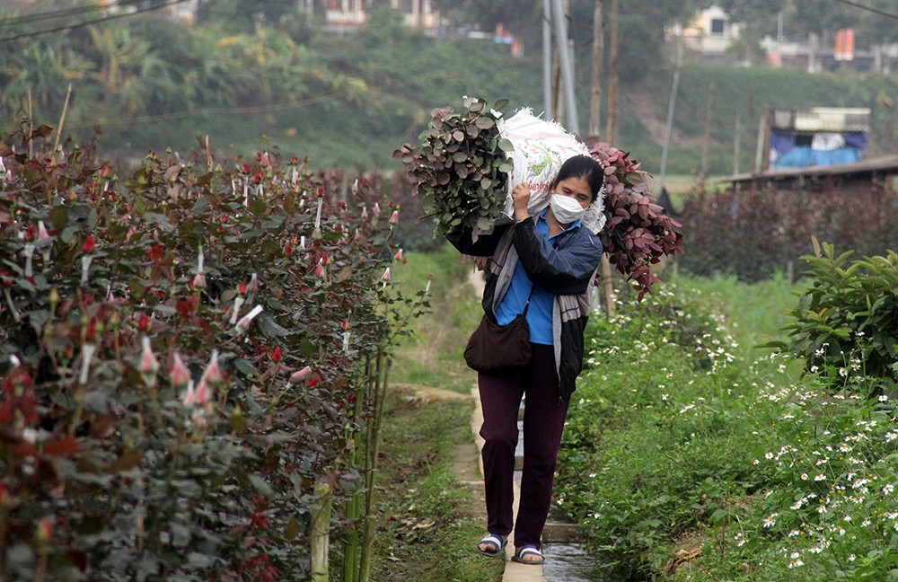 Nhộn nhịp làng hoa ven đô ảnh 8