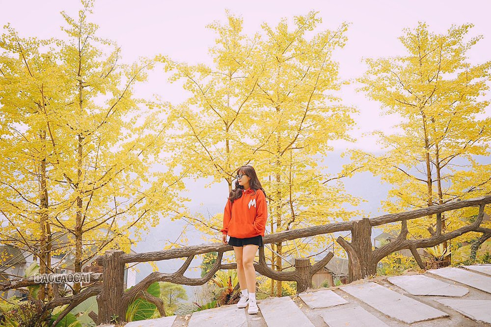 Rặng cây vàng rực sắc ở Sa Pa ảnh 4 Rặng cây vàng rực sắc ở Sa Pa ảnh 4