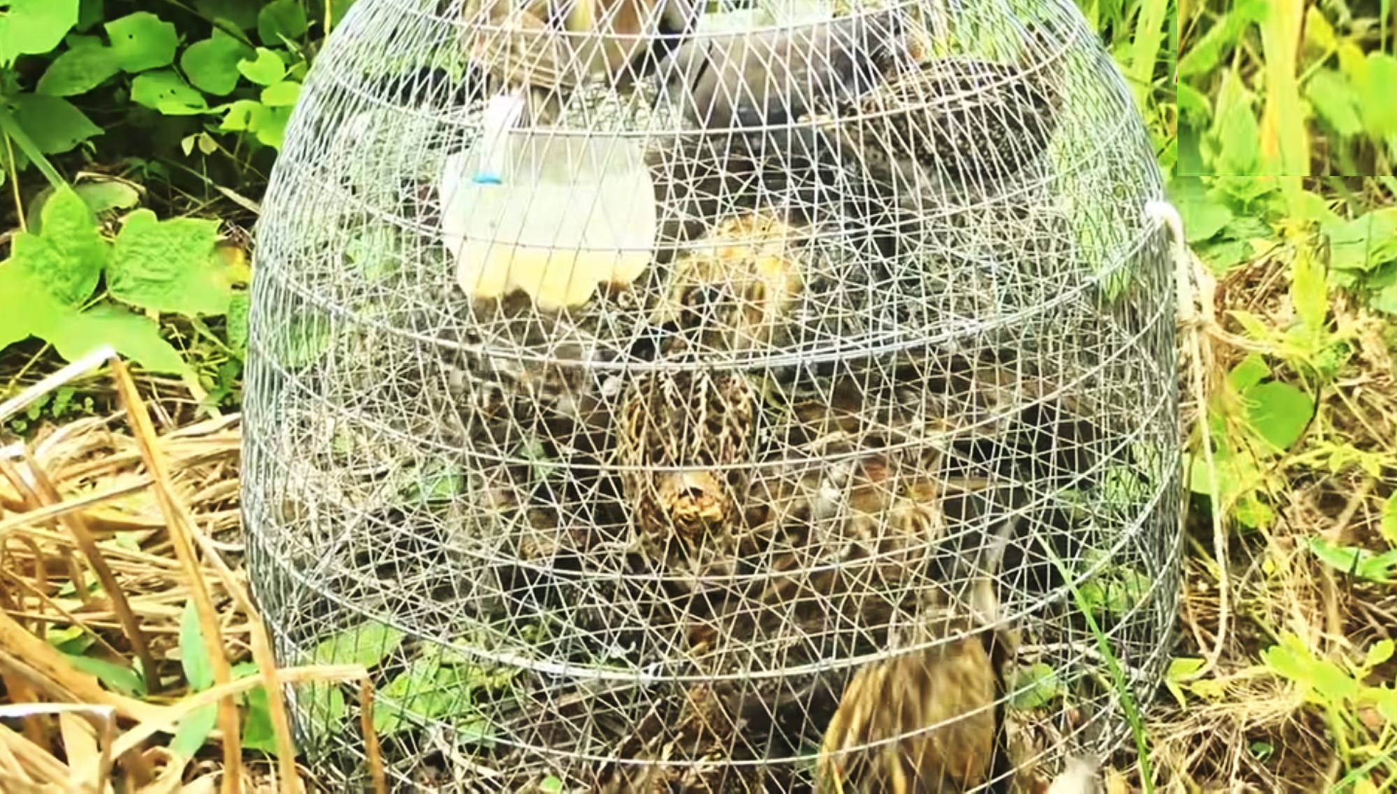 Các cá thể chim thu giữ.