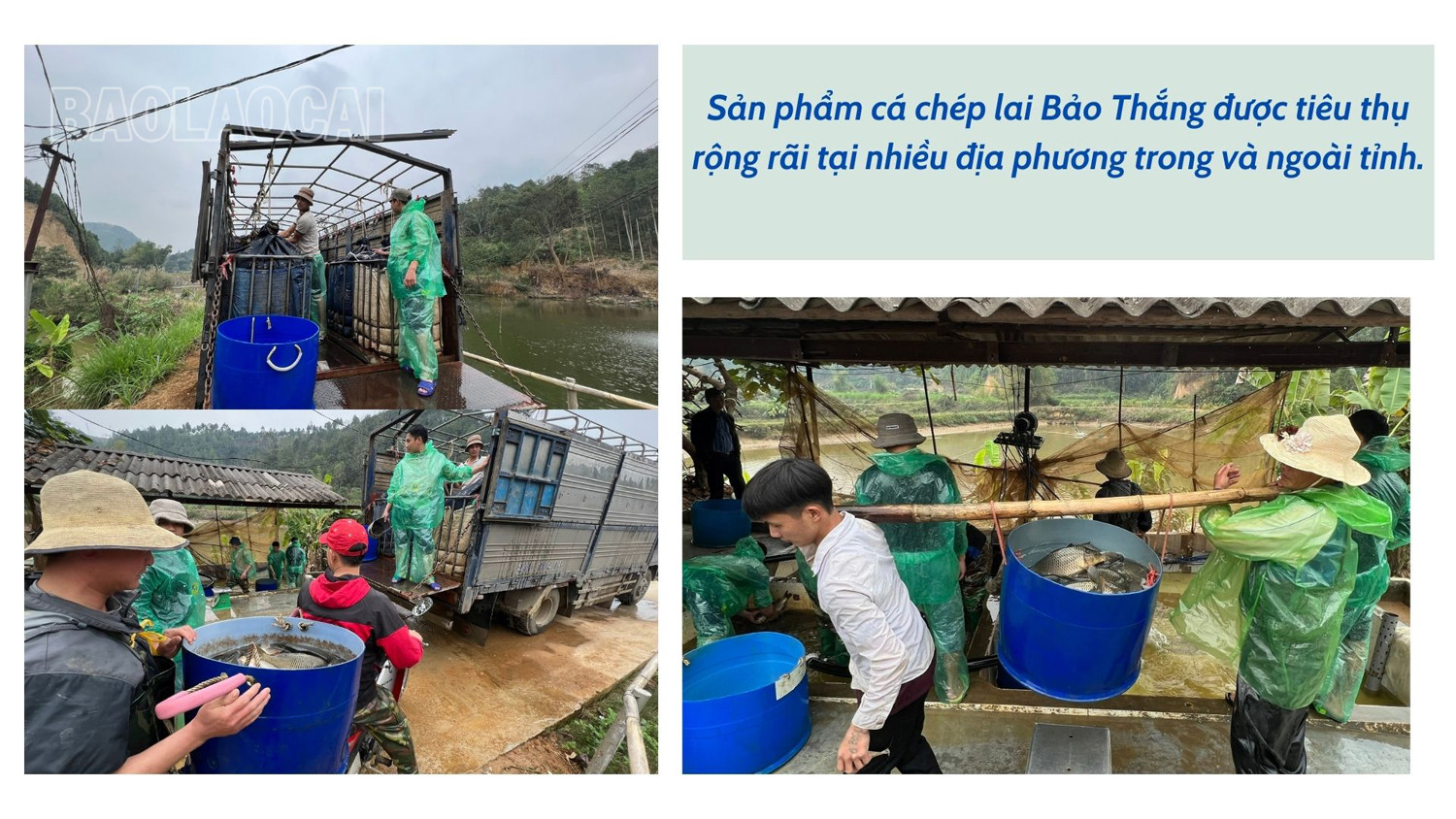 Bảo Thắng: Nâng cao giá trị thủy sản ảnh 4
