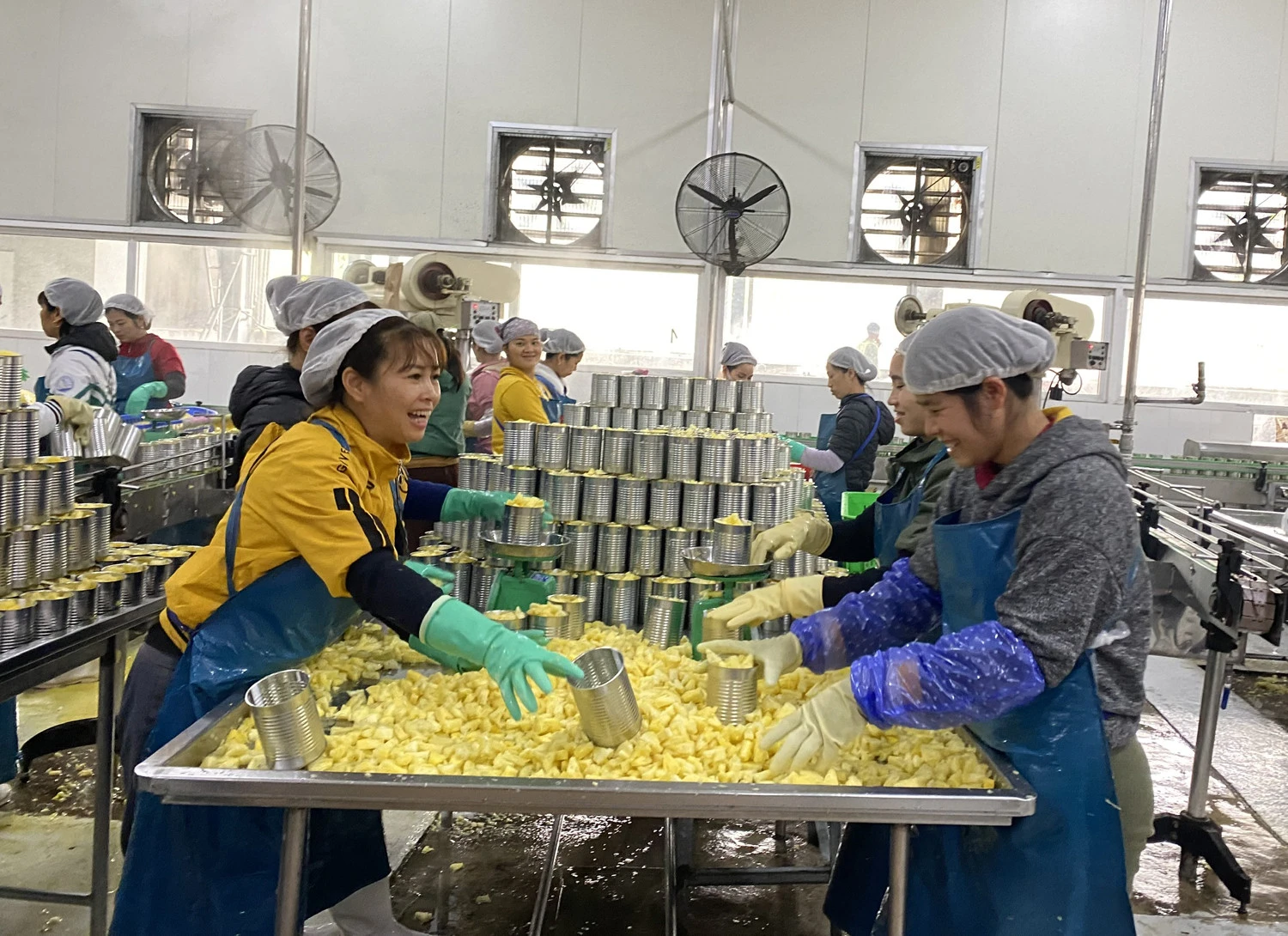 Nông dân "thủ phủ" dứa như "ngồi trên đống lửa" ảnh 3