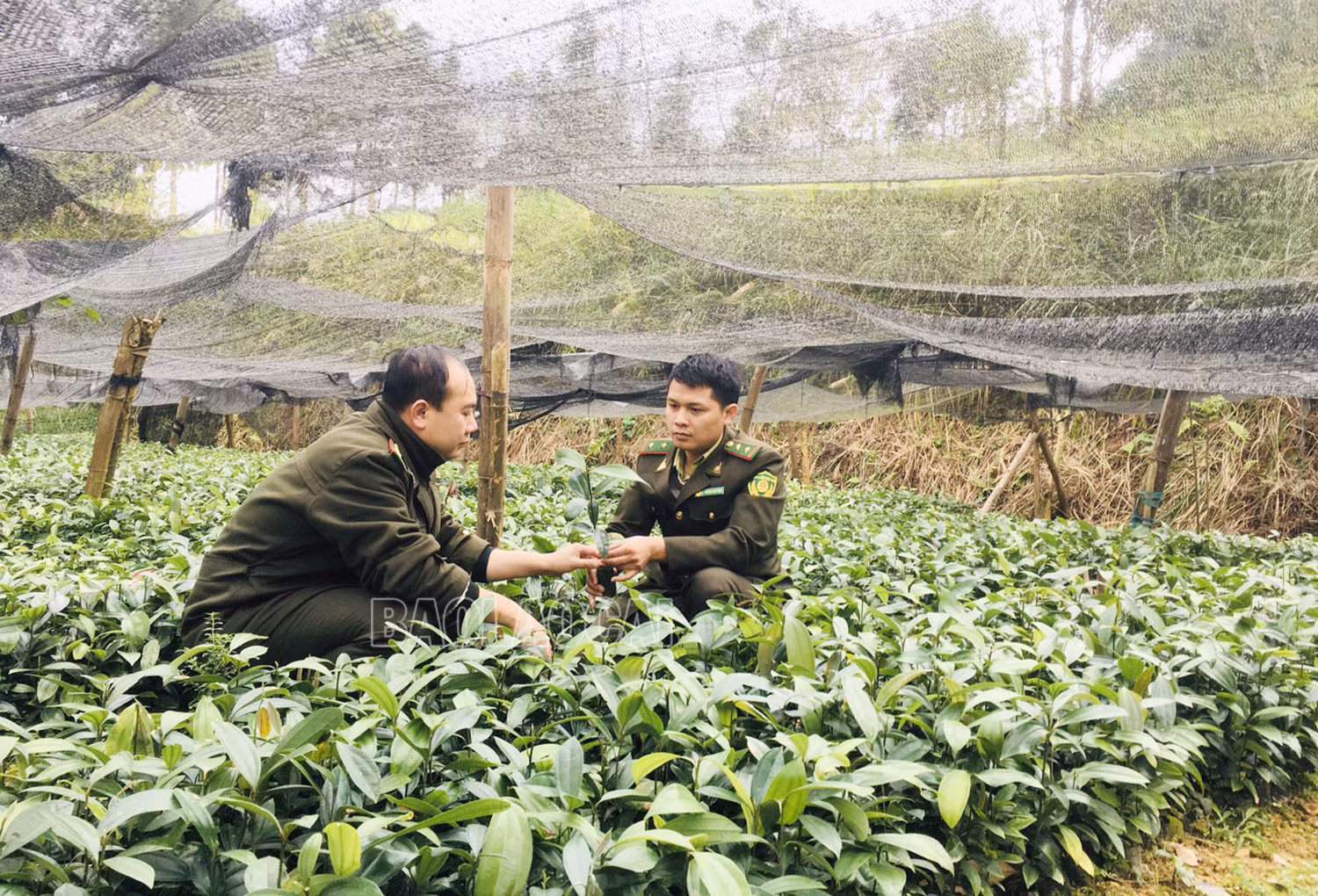 Cán bộ kiểm lâm huyện kiểm tra cây giống trước khi xuất vườn.