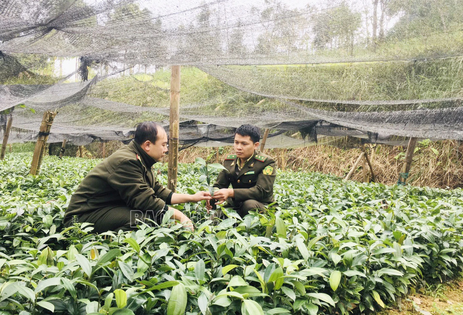 Cán bộ kiểm lâm huyện kiểm tra cây giống trước khi xuất vườn.