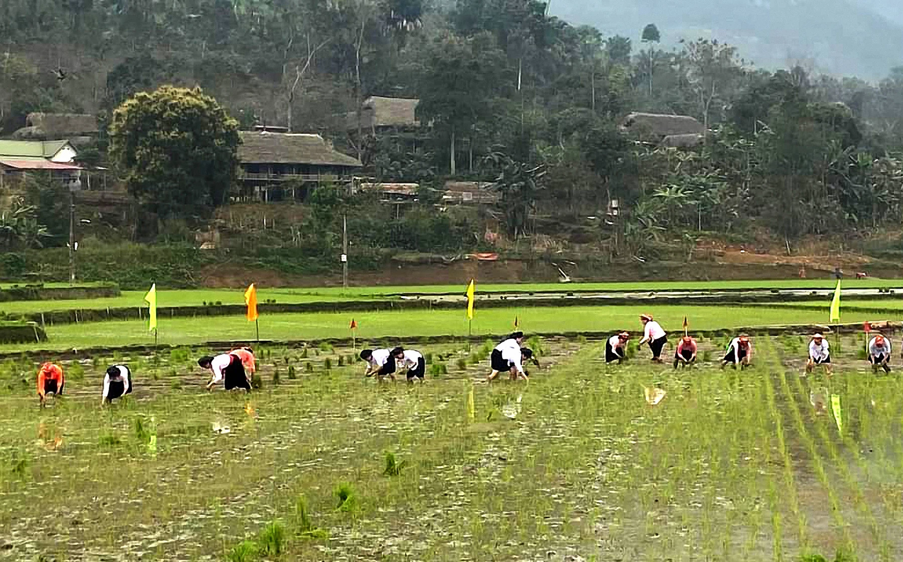 Đẩy nhanh tiến độ gieo cấy lúa xuân ảnh 1