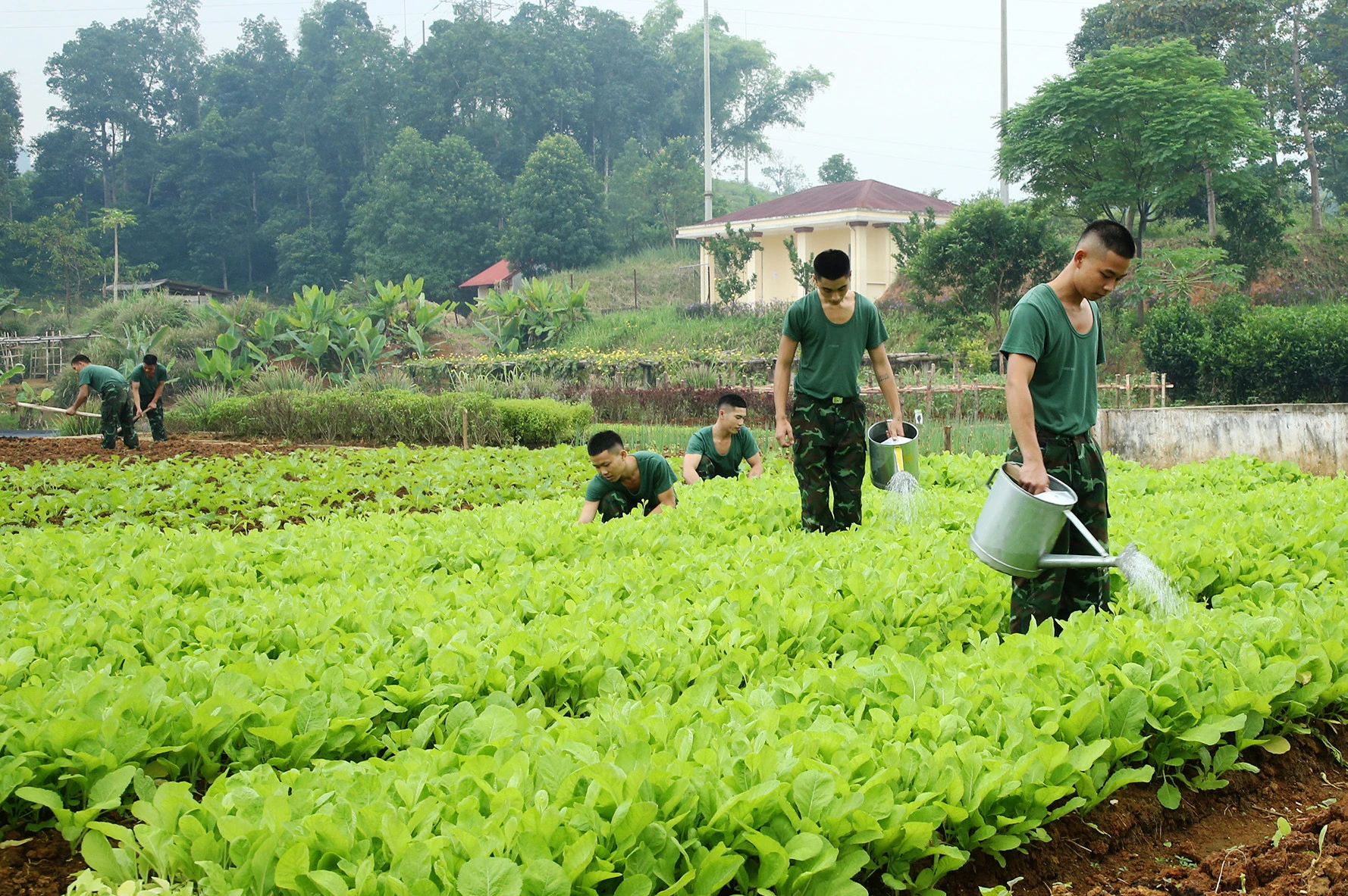 Tăng gia sản xuất để đảm bảo sức khỏe bộ đội ảnh 1