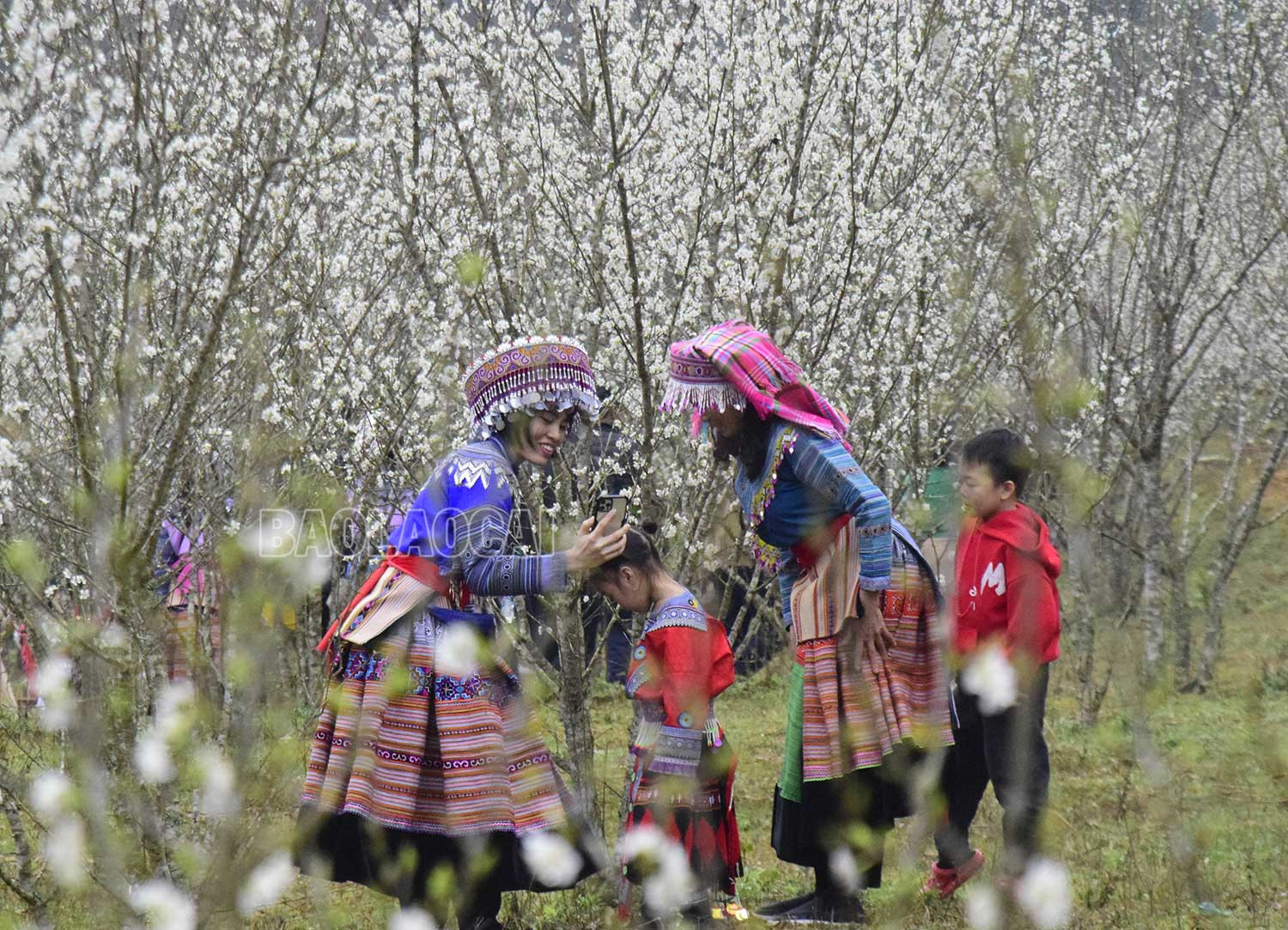 Du khách mê mẩn và thích thú chụp ảnh cùng hoa mận trắng.