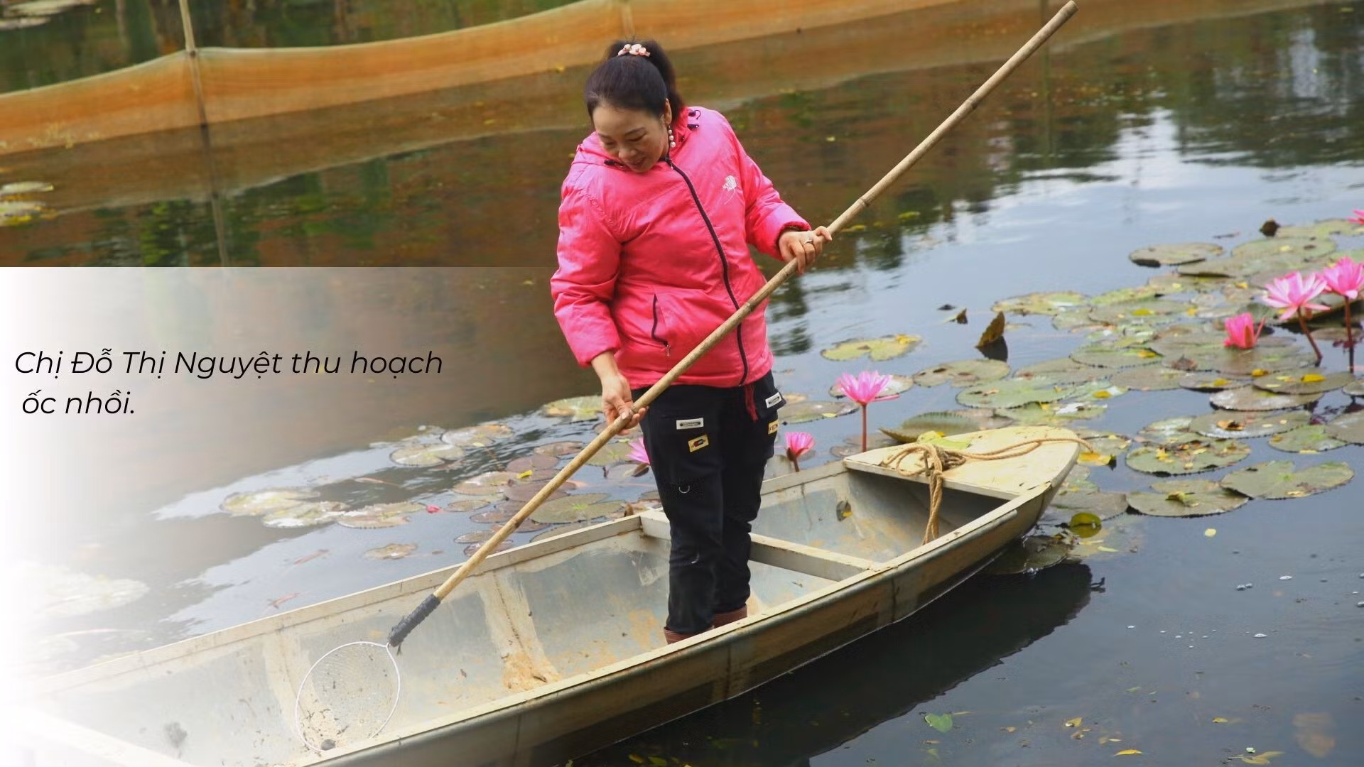 Nuôi ốc nhồi dưới tràn hoa súng ảnh 2