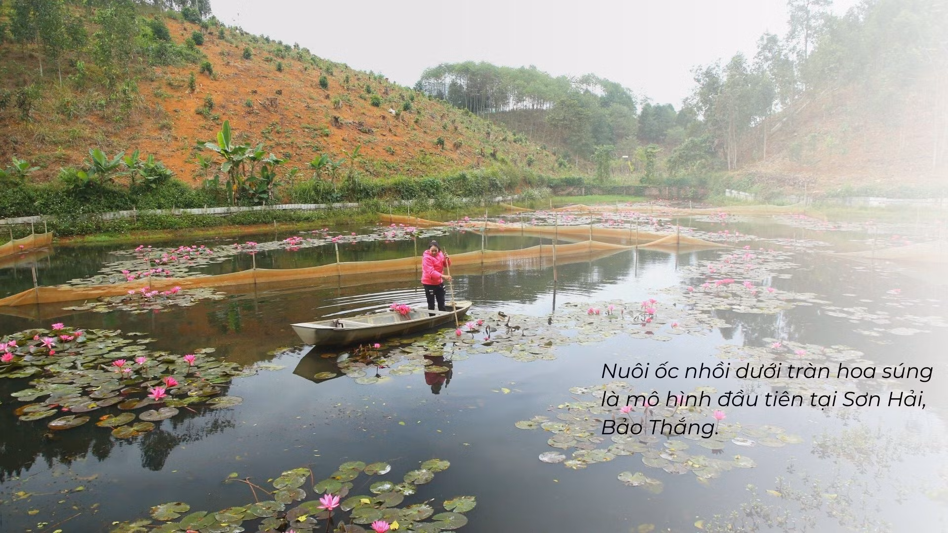 Nuôi ốc nhồi dưới tràn hoa súng ảnh 6