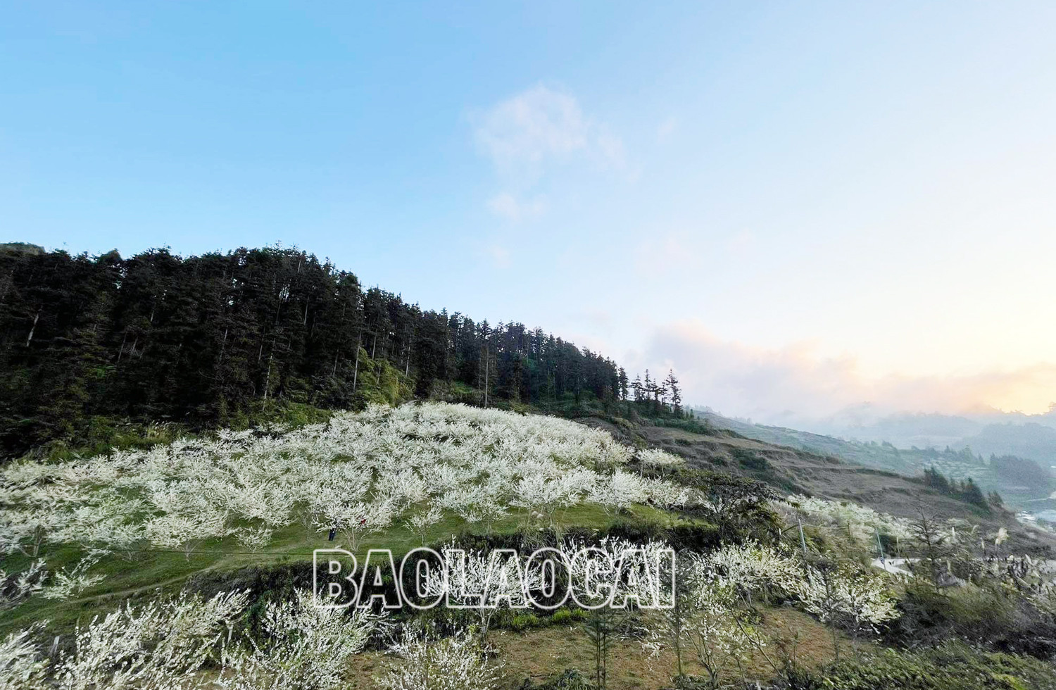 Bắc Hà mùa hoa mận nở tạo nên bức tranh phong cảnh thiên nhiên tuyệt đẹp. Ảnh: Dương Toản Hoa mận bên những nóc nhà của đồng bào người Mông. Trên cao nguyên Bắc Hà hoa mận nở nhiều ở thung lũng Tà Chải, Lầu Thí Ngài và trên vùng cao Bản Phố, Tả Van Chư… Thiếu nữ vùng cao du xuân mùa hoa mận nở. Sắc hoa tinh khôi phủ trắng núi rừng. Vẻ đẹp tinh khôi của hoa mận thu hút hàng nghìn lượt du khách đến chiêm ngưỡng.