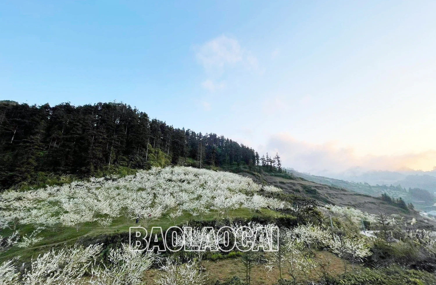 Bắc Hà mùa hoa mận nở tạo nên bức tranh phong cảnh thiên nhiên tuyệt đẹp. Ảnh: Dương Toản Hoa mận bên những nóc nhà của đồng bào người Mông. Trên cao nguyên Bắc Hà hoa mận nở nhiều ở thung lũng Tà Chải, Lầu Thí Ngài và trên vùng cao Bản Phố, Tả Van Chư… Thiếu nữ vùng cao du xuân mùa hoa mận nở. Sắc hoa tinh khôi phủ trắng núi rừng. Vẻ đẹp tinh khôi của hoa mận thu hút hàng nghìn lượt du khách đến chiêm ngưỡng.