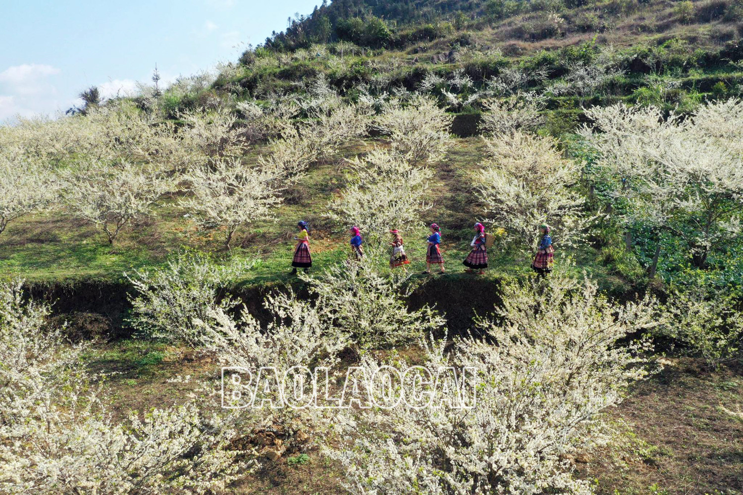 Bắc Hà mùa hoa mận nở tạo nên bức tranh phong cảnh thiên nhiên tuyệt đẹp. Ảnh: Dương Toản Hoa mận bên những nóc nhà của đồng bào người Mông. Trên cao nguyên Bắc Hà hoa mận nở nhiều ở thung lũng Tà Chải, Lầu Thí Ngài và trên vùng cao Bản Phố, Tả Van Chư… Thiếu nữ vùng cao du xuân mùa hoa mận nở. Sắc hoa tinh khôi phủ trắng núi rừng. Vẻ đẹp tinh khôi của hoa mận thu hút hàng nghìn lượt du khách đến chiêm ngưỡng.