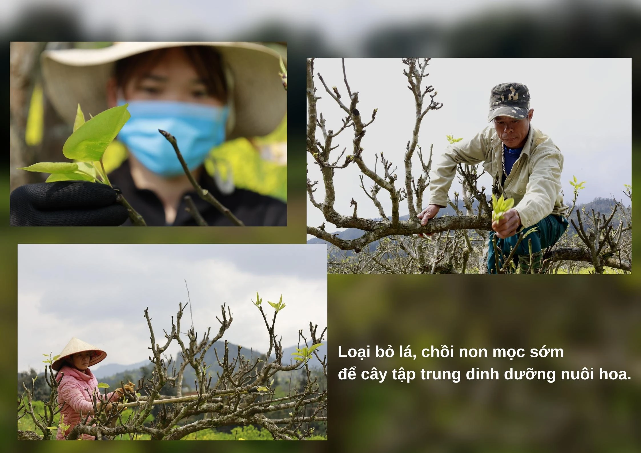 Nghề vặt lá lê ảnh 6