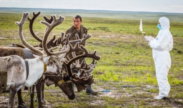 Nhân viên y tế Nga đối phó với ổ dịch bệnh than ở bán đảo Yamal.