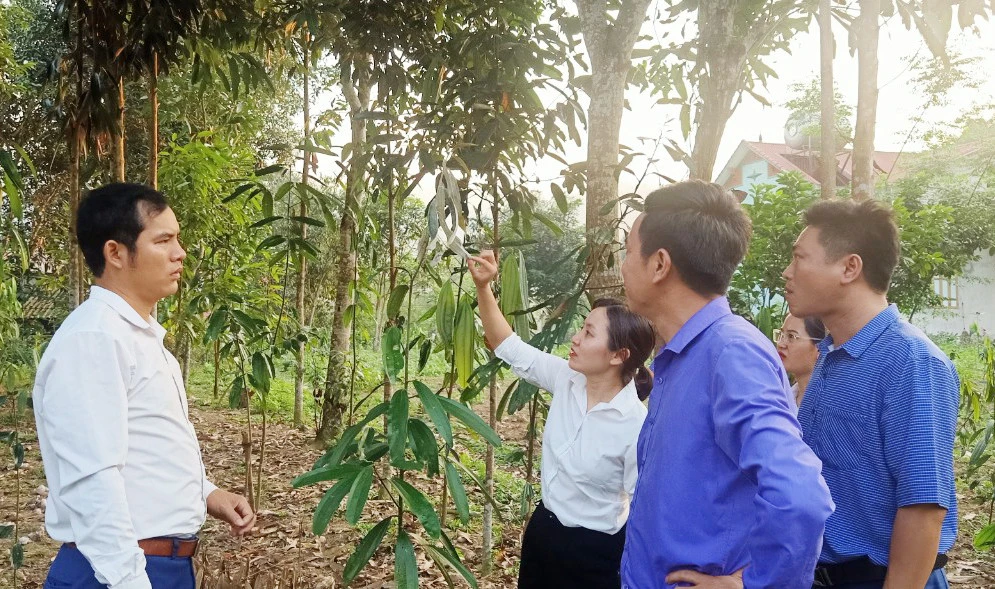 Cán bộ xã Tân Dương cùng người dân kiểm tra diện tích quế bị nhiễm bệnh phấn trắng.