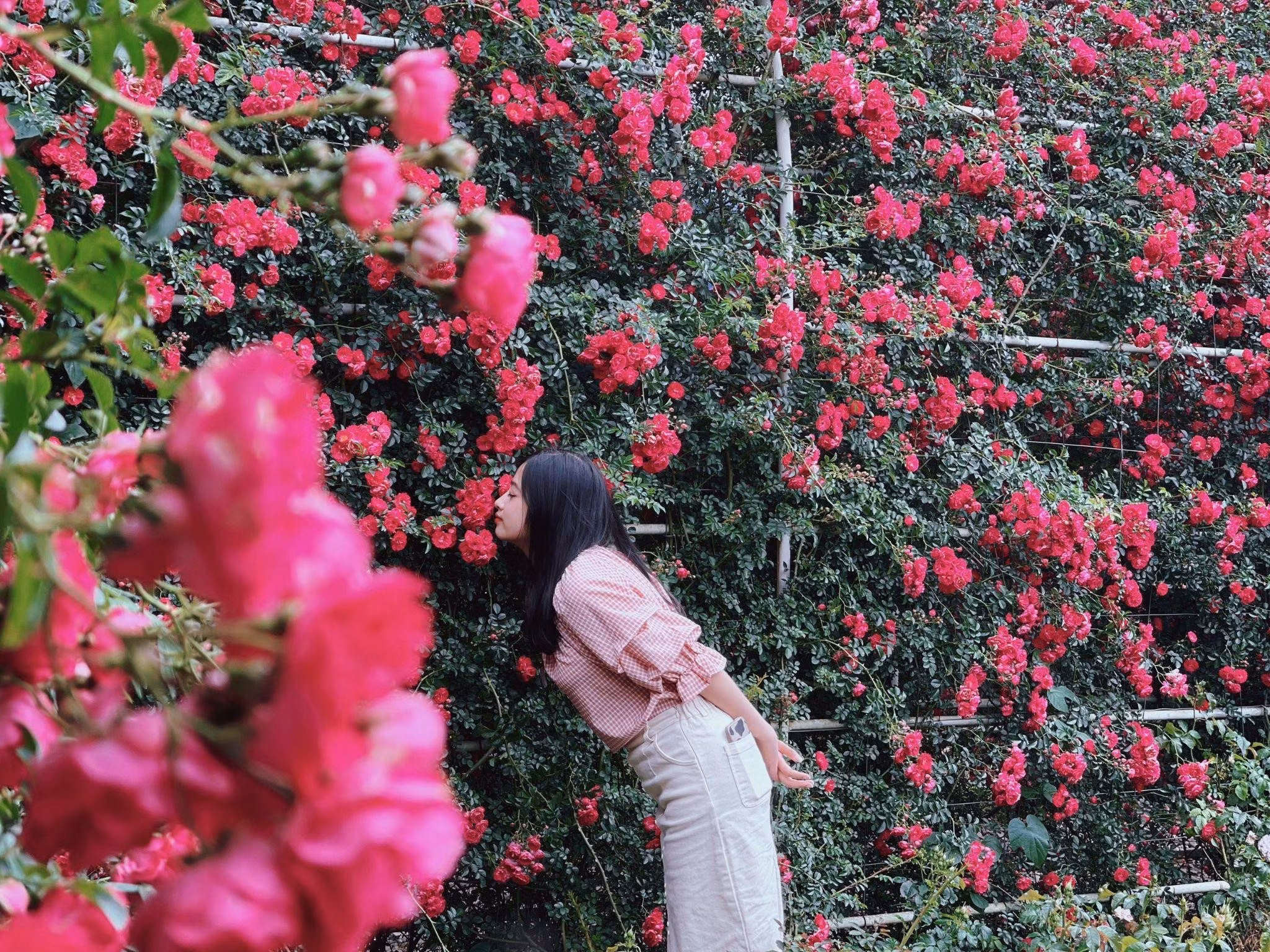 Tới Sa Pa dịp nghỉ lễ, du khách có cơ hội đắm mình trong muôn sắc hoa bung nở, đặc biệt ở thung lũng hoa Fansipan.