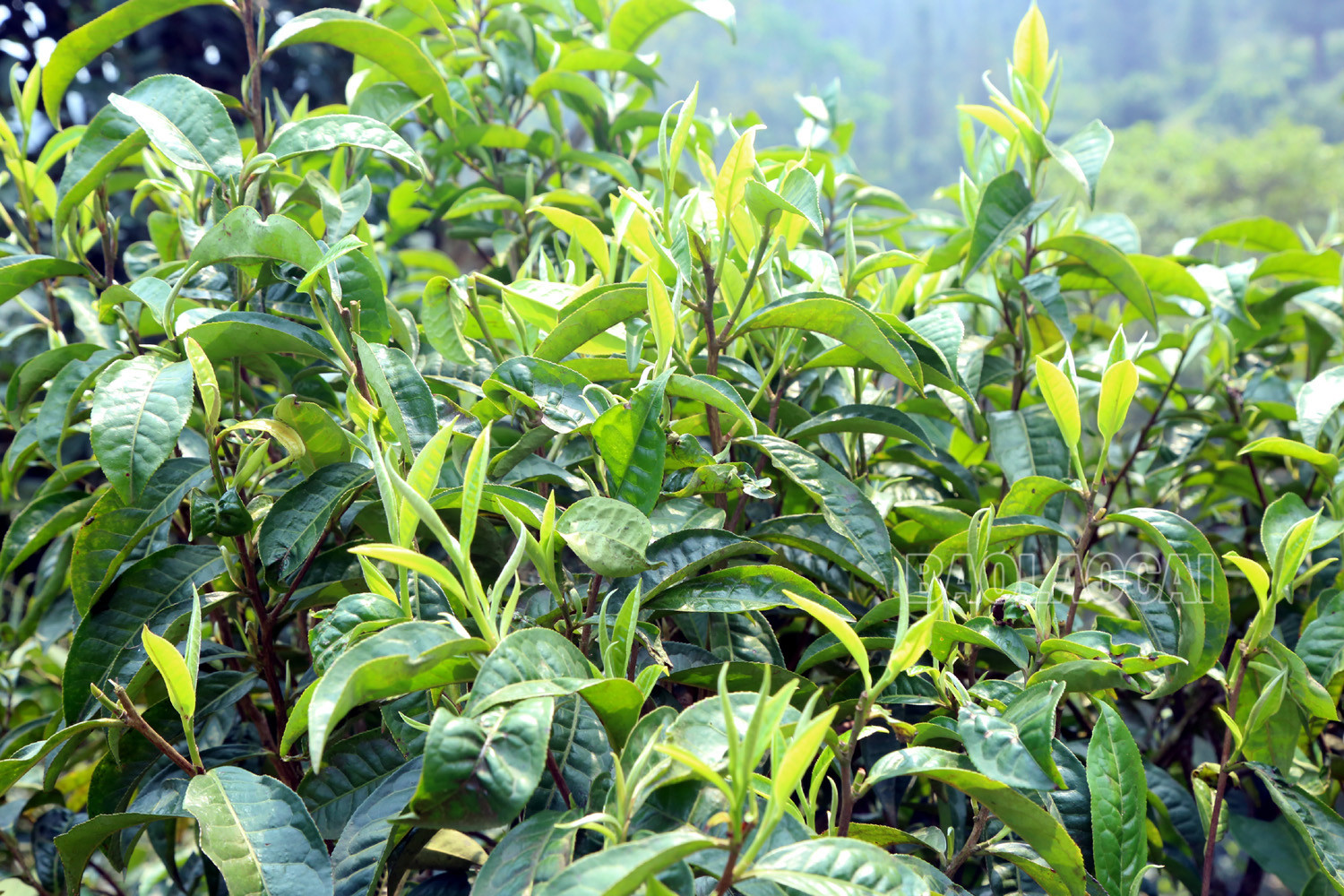 Gian nan nghề hái chè cổ thụ trên núi cao Tả Thàng ảnh 2 Gian nan nghề hái chè cổ thụ trên núi cao Tả Thàng ảnh 2