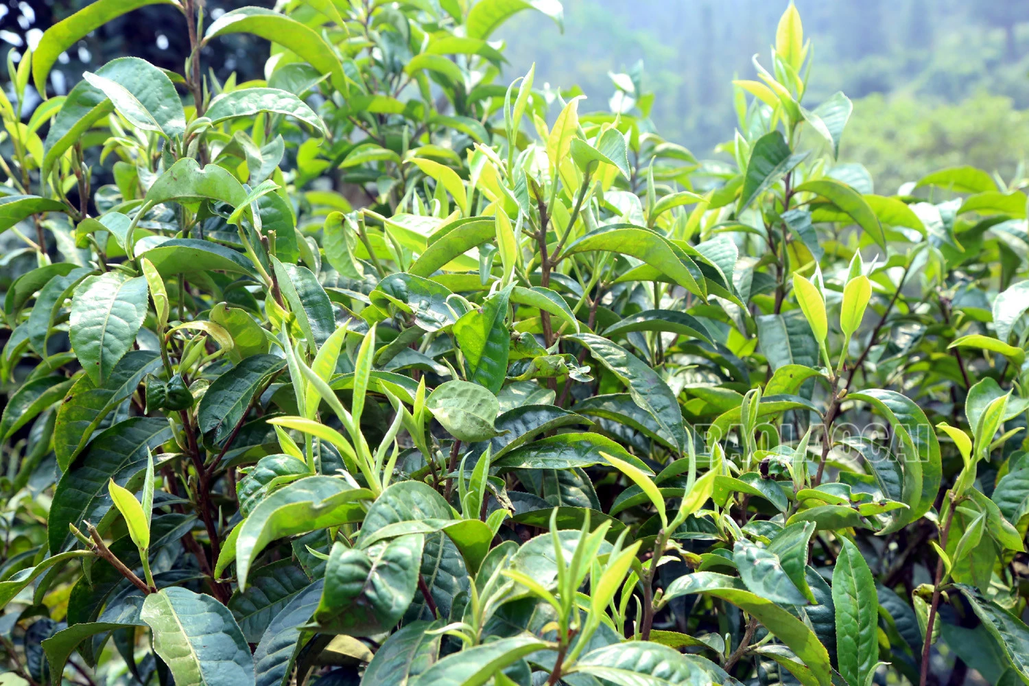 Gian nan nghề hái chè cổ thụ trên núi cao Tả Thàng ảnh 2