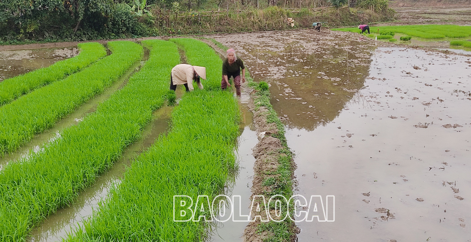 Không khí ra đồng làm đất chuẩn bị cho gieo cấy lúa xuân diễn ra nhộn nhịp trên các cánh đồng. Trên các cánh đồng của tỉnh, không khí xuống đồng hối hả, người chăm mạ, người be bờ, người lấy nước vào ruộng, chuẩn bị máy bừa ruộng. Những ngày này, trên các cánh đồng ở Bát Xát nhộn nhịp tiếng máy làm đất, tiếng các bà, các chị cấy lúa cười nói rộn rã, đông vui. Nông dân xã Tả Phời (thành phố Lào Cai) chăm sóc mạ chuẩn bị cấy lúa xuân. Năm nay thời tiết thuận lợi, cây mạ và lúa mới cấy phát triển tốt. Nông dân bón phân cho lúa sau cấy. Không khí ra đồng làm đất chuẩn bị cho gieo cấy lúa xuân diễn ra nhộn nhịp trên các cánh đồng. Trên các cánh đồng của tỉnh, không khí xuống đồng hối hả, người chăm mạ, người be bờ, người lấy nước vào ruộng, chuẩn bị máy bừa ruộng. Những ngày này, trên các cánh đồng ở Bát Xát nhộn nhịp tiếng máy làm đất, tiếng các bà, các chị cấy lúa cười nói rộn rã, đông vui. Nông dân xã Tả Phời (thành phố Lào Cai) chăm sóc mạ chuẩn bị cấy lúa xuân. Năm nay thời tiết thuận lợi, cây mạ và lúa mới cấy phát triển tốt. Nông dân bón phân cho lúa sau cấy.