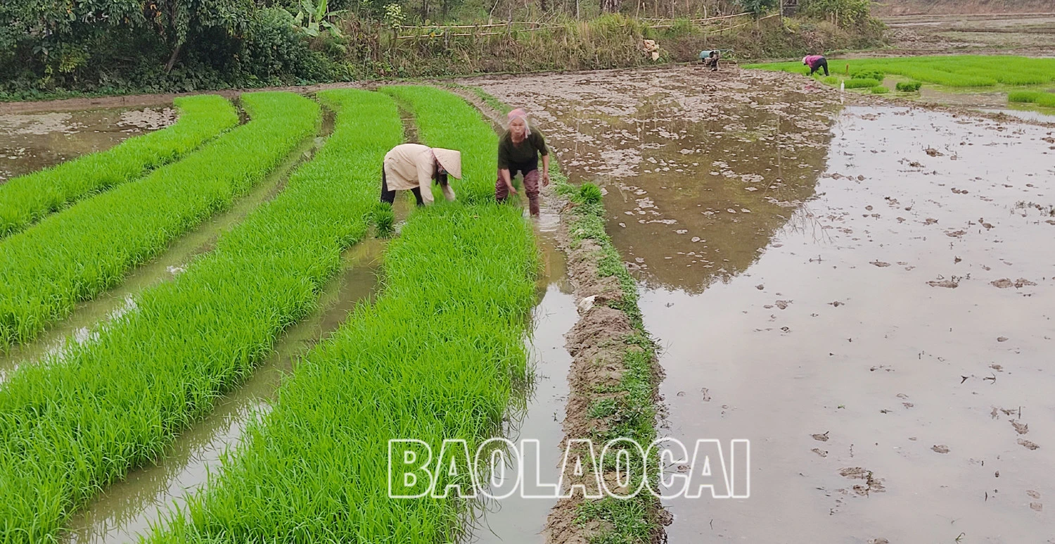 Không khí ra đồng làm đất chuẩn bị cho gieo cấy lúa xuân diễn ra nhộn nhịp trên các cánh đồng. Trên các cánh đồng của tỉnh, không khí xuống đồng hối hả, người chăm mạ, người be bờ, người lấy nước vào ruộng, chuẩn bị máy bừa ruộng. Những ngày này, trên các cánh đồng ở Bát Xát nhộn nhịp tiếng máy làm đất, tiếng các bà, các chị cấy lúa cười nói rộn rã, đông vui. Nông dân xã Tả Phời (thành phố Lào Cai) chăm sóc mạ chuẩn bị cấy lúa xuân. Năm nay thời tiết thuận lợi, cây mạ và lúa mới cấy phát triển tốt. Nông dân bón phân cho lúa sau cấy.