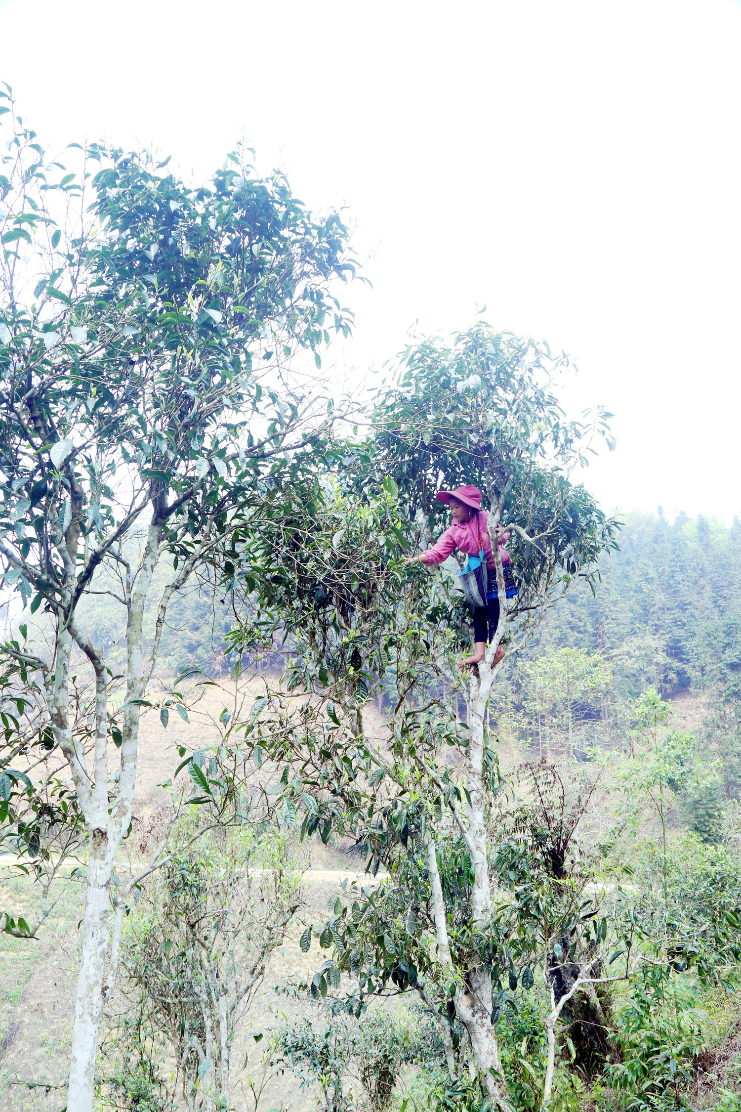 Gian nan nghề hái chè cổ thụ trên núi cao Tả Thàng ảnh 14