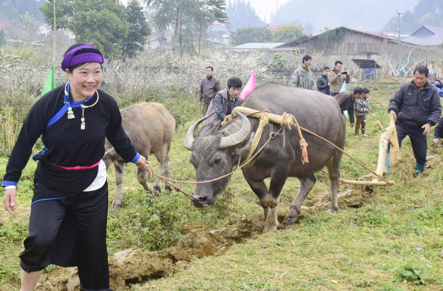 Đường cày đầu tiên của nghi lễ tịch điền.