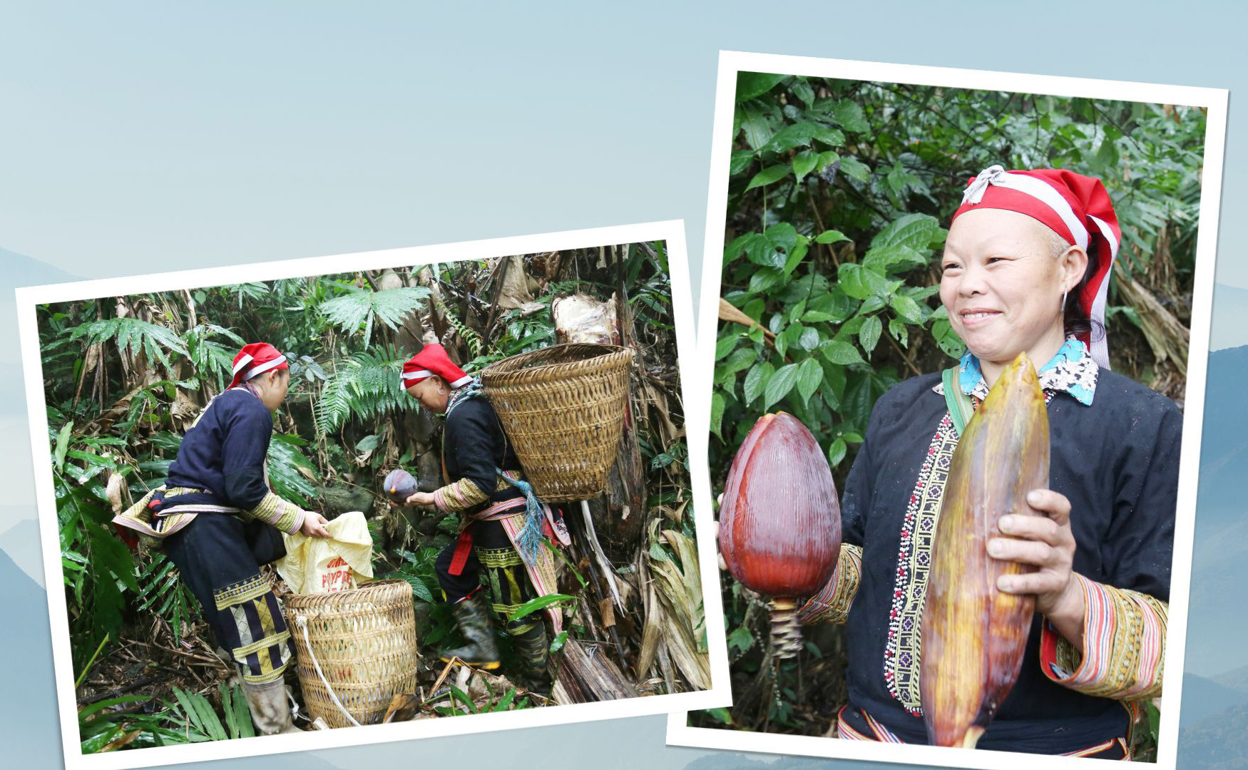 Mới trổ hoa chuối dài cả nửa sải tay, theo thời gian hoa dần ngắn, tròn, chắc nịch.