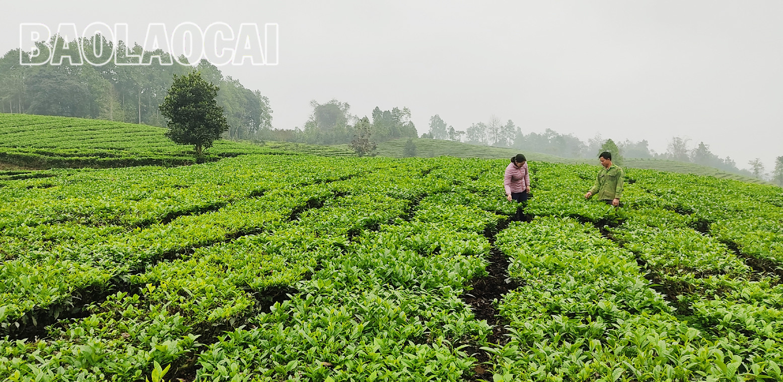 Huyện Mường Khương hiện có 4.941ha chè, trong đó chè kinh doanh 2.801 ha, chè kiến thiết cơ bản 2.140 ha. Cây chè phù hợp với điều kiện khí hậu, thổ nhưỡng ở địa phương và trình độ canh tác, xu thế của thị trường đối với sản phẩm nông nghiệp. Lứa chè xuân thu hoạch từ tháng 3 và kết thúc khoảng tuần đầu của tháng 4. Lứa chè xuân búp nhỏ hơn các lứa chè trong năm, nhưng giá bán cao hơn so với chè chính vụ. Giá chè búp tươi vụ xuân hiện 8.000 - 10.000 đồng/kg, cao hơn vụ chè xuân năm trước (cao hơn 1.000 - 2.000 đồng). Sản phẩm chè xuân có hương vị đậm đà, hương thơm, khiến người uống trà mong đợi nhất. Những đồi chè ngút ngàn tầm mắt, được chăm sóc xanh tươi tạo nên bức tranh tươi đẹp, trù phú. Những búp chè xuân tươi mơn mởn . Người trồng chè ở Mường Khương đổi công thu hoạch chè vụ xuân. Chè sau khi thu hoạch được đóng bao đưa đến nhà máy. Ngay sau khi thu hái lứa chè xuân, người dân chăm sóc cho lứa chè chính trong năm đạt năng suất và chất lượng cao. Huyện Mường Khương hiện có 4.941ha chè, trong đó chè kinh doanh 2.801 ha, chè kiến thiết cơ bản 2.140 ha. Cây chè phù hợp với điều kiện khí hậu, thổ nhưỡng ở địa phương và trình độ canh tác, xu thế của thị trường đối với sản phẩm nông nghiệp. Lứa chè xuân thu hoạch từ tháng 3 và kết thúc khoảng tuần đầu của tháng 4. Lứa chè xuân búp nhỏ hơn các lứa chè trong năm, nhưng giá bán cao hơn so với chè chính vụ. Giá chè búp tươi vụ xuân hiện 8.000 - 10.000 đồng/kg, cao hơn vụ chè xuân năm trước (cao hơn 1.000 - 2.000 đồng). Sản phẩm chè xuân có hương vị đậm đà, hương thơm, khiến người uống trà mong đợi nhất. Những đồi chè ngút ngàn tầm mắt, được chăm sóc xanh tươi tạo nên bức tranh tươi đẹp, trù phú. Những búp chè xuân tươi mơn mởn . Người trồng chè ở Mường Khương đổi công thu hoạch chè vụ xuân. Chè sau khi thu hoạch được đóng bao đưa đến nhà máy. Ngay sau khi thu hái lứa chè xuân, người dân chăm sóc cho lứa chè chính trong năm đạt năng suất và chất lượng cao.