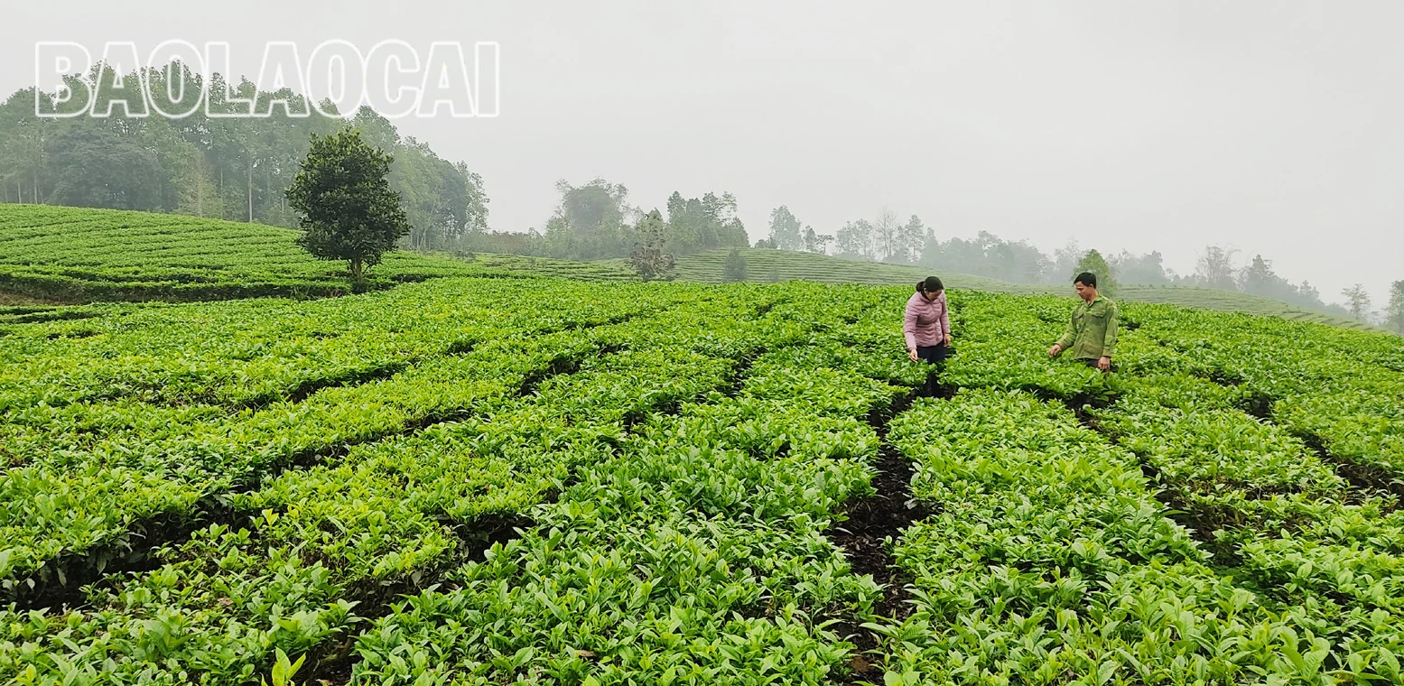 Huyện Mường Khương hiện có 4.941ha chè, trong đó chè kinh doanh 2.801 ha, chè kiến thiết cơ bản 2.140 ha. Cây chè phù hợp với điều kiện khí hậu, thổ nhưỡng ở địa phương và trình độ canh tác, xu thế của thị trường đối với sản phẩm nông nghiệp. Lứa chè xuân thu hoạch từ tháng 3 và kết thúc khoảng tuần đầu của tháng 4. Lứa chè xuân búp nhỏ hơn các lứa chè trong năm, nhưng giá bán cao hơn so với chè chính vụ. Giá chè búp tươi vụ xuân hiện 8.000 - 10.000 đồng/kg, cao hơn vụ chè xuân năm trước (cao hơn 1.000 - 2.000 đồng). Sản phẩm chè xuân có hương vị đậm đà, hương thơm, khiến người uống trà mong đợi nhất. Những đồi chè ngút ngàn tầm mắt, được chăm sóc xanh tươi tạo nên bức tranh tươi đẹp, trù phú. Những búp chè xuân tươi mơn mởn . Người trồng chè ở Mường Khương đổi công thu hoạch chè vụ xuân. Chè sau khi thu hoạch được đóng bao đưa đến nhà máy. Ngay sau khi thu hái lứa chè xuân, người dân chăm sóc cho lứa chè chính trong năm đạt năng suất và chất lượng cao.