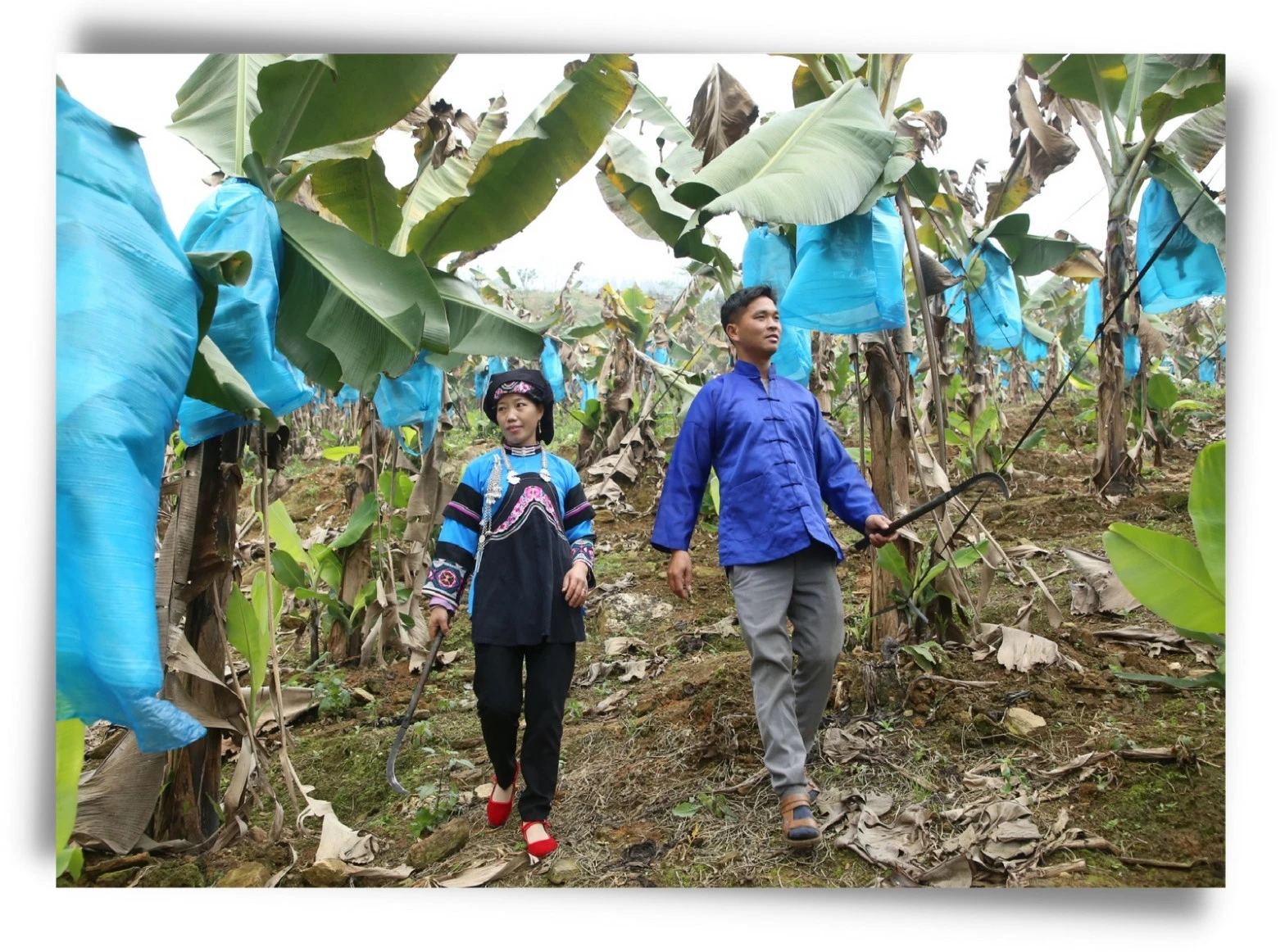 Nhờ chính sách hỗ trợ đặc thù, thôn Lao Hầu, xã Thanh Bình (huyện Mường Khương) đã hình thành vùng trồng chuối hàng hóa.